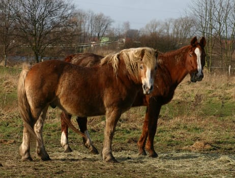 Originated in a meadow near Sande