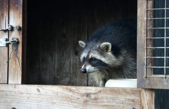 ... This photo is only intended to illustrate that this sick raccoon is not kept in captivity,but is well housed for the time of its convalescence.