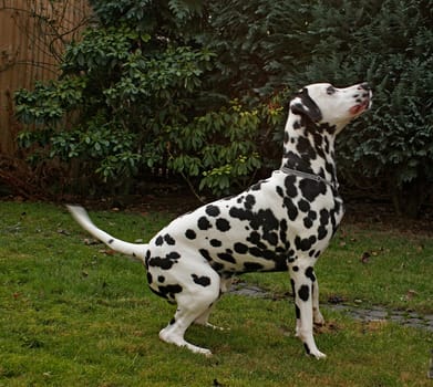 Dalmatian