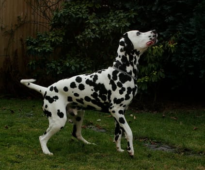 Dalmatian