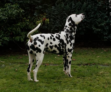 Dalmatian