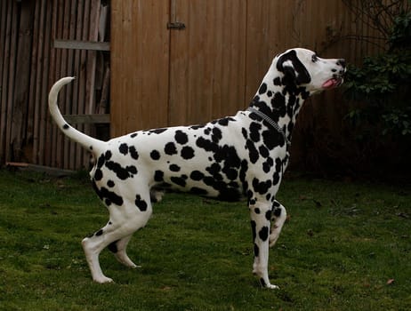 Dalmatian