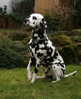 Dalmatian