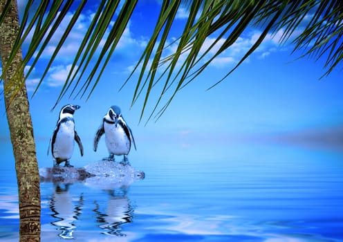 This will be the summer picture in the penguin calendar,which is unfortunately not planned for 2006 due to lack of time.
