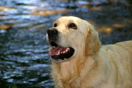 Golden Retriever