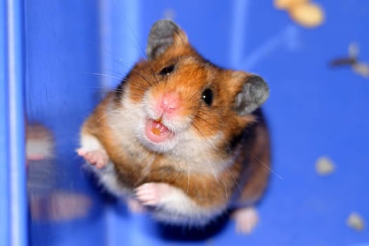 Golden hamster