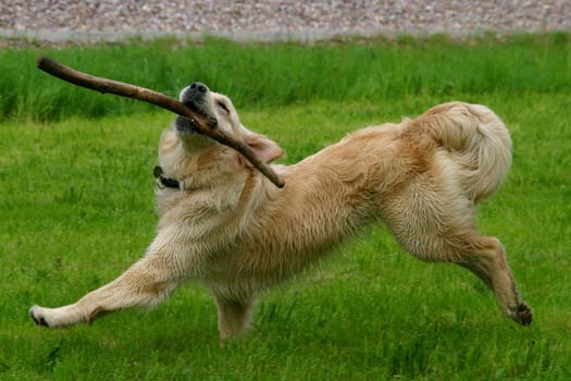 Golden Retriever