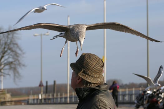 This skua had an unequivocal opinion on wearing inappropriate headgear in public...