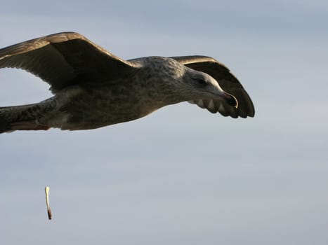 Bomber in low-level flight