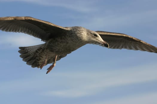 Skua