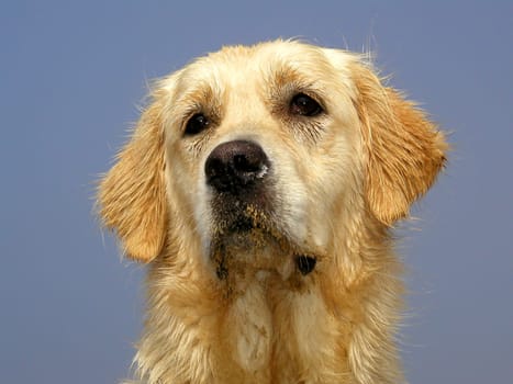 Golden Retriever
