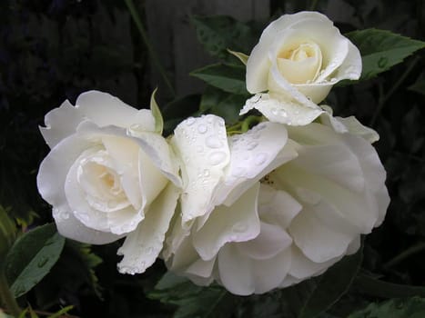from my garden