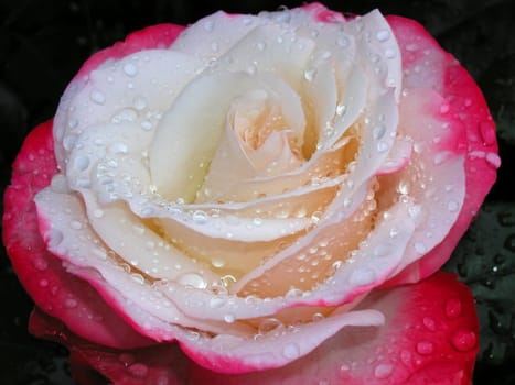 from my garden