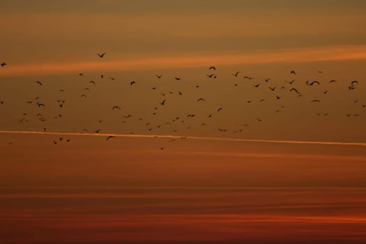 Flock of birds at sunset