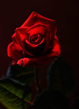 Red Rose