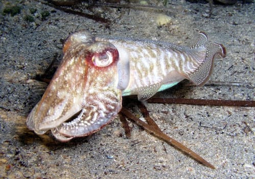 In the summer of 2003 I was able to observe the courtship and mating of these fascinating animals during a night dive in Croatia.