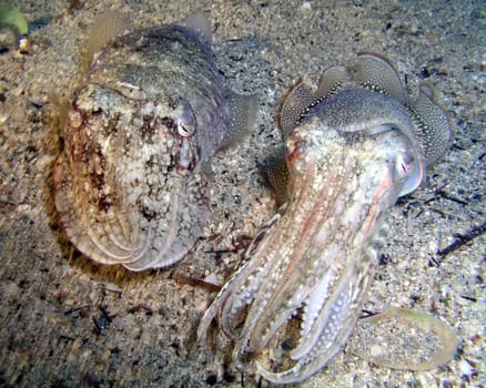 Pairs of cuttlefish shortly after the act. Exhausted and dazed,they stare into the 50 watt mock wefer. Had the feeling of being as disturbing as a SEK commando accidentally storming a love nest!