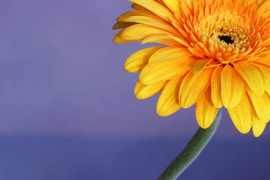 Yellow flower