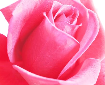 Pink Rose