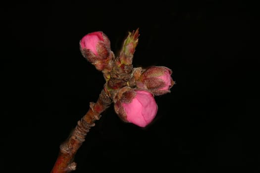 Apricot blossom