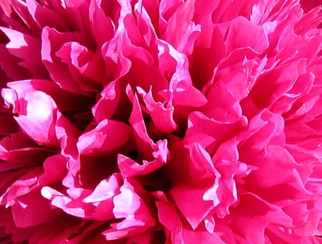 from my garden 2004