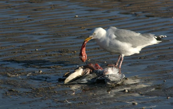 Food chain