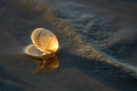 In the last evening light