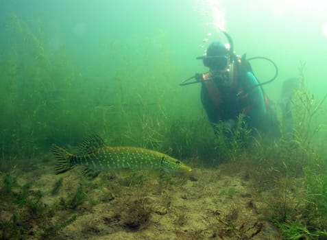 Pike and barracuda are phylogenetically quite closely related. I hope that justifies the lurid title. Summer 2004,German quarry pond