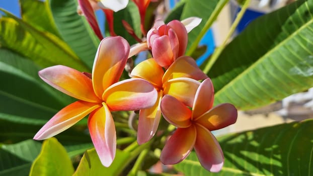 Beautiful orange plumeria flower, bloomed on a tree, sunny day