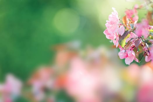 Beautiful background with blossoming branch of pink cherry tree. Close-up