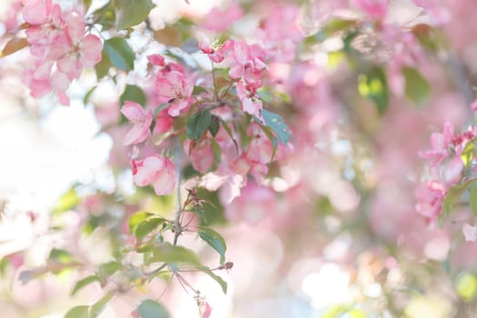 Delicate spring background with blooming branches of pink cherry tree, in the garden, in sunlight. Soft focus. Close up