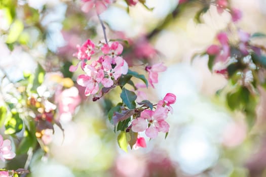 Delicate spring background with blooming branches of pink cherry tree, in sunlight. Soft focus. Close up