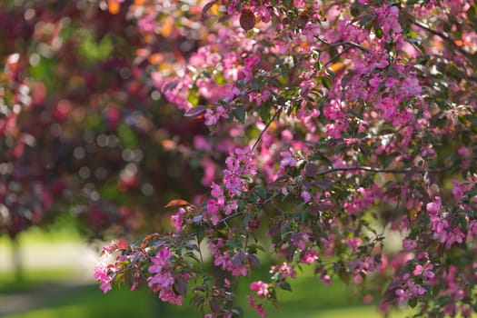 Pink cherry blossom trees, in day light. Close up
