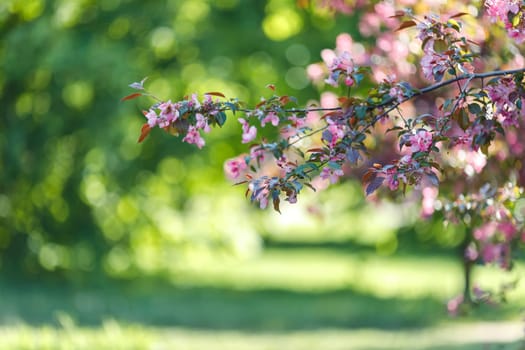 Spring background with blooming branch of pink cherry tree against the backdrop of a green garden. Close-up. Copy space