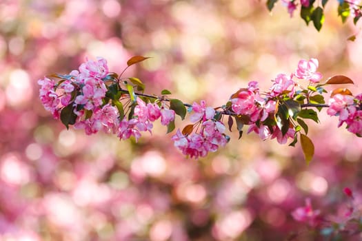 Beautiful springs background with blossoming branch of pink cherry tree. Close-up