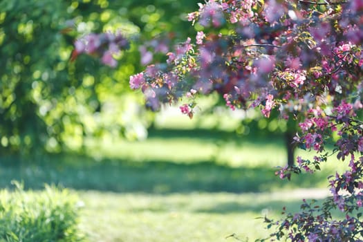 Springs background with blossoming branch of pink cherry tree in the garden. Close-up