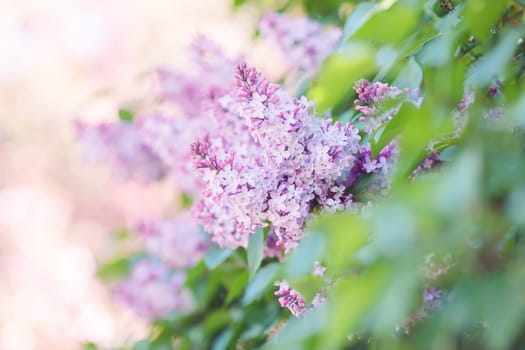 Beautiful background with delicate purple lilac, in a summer garden in daylight. Close up. copy space