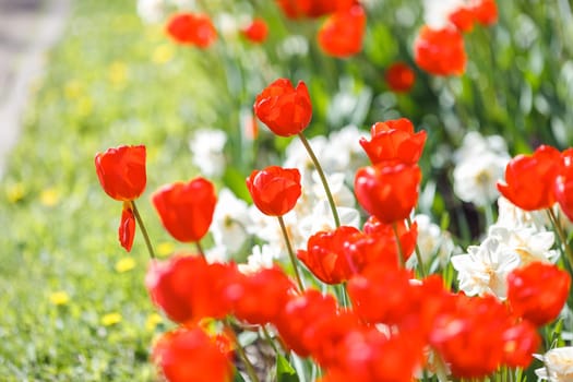 opened red tulips and white daffodils grow on a flower bed in spring on a sunny day. Close up. copy space