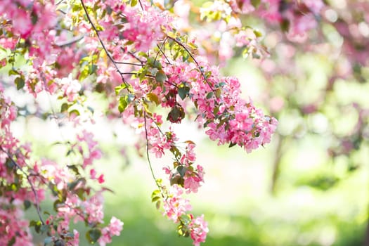 Gentle background with blossoming branch of pink cherry tree in sunlight in the garden. Close-up