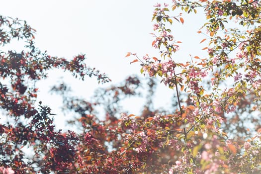 flowering branches of pink cherry in the garden against the sky. Close-up. copy space