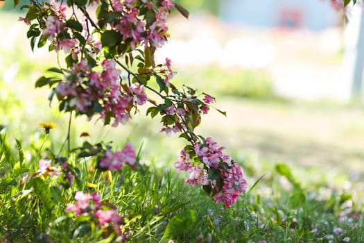 Blooming branch of pink cherry tree over green grass in sunlight in the garden. Close-up. Copy space