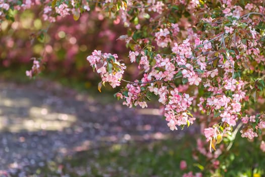 blossoming branch of pink cherry tree in the garden. Close-up. Copy space