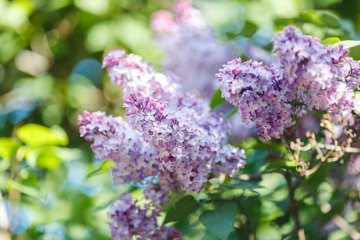 Beautiful purple lilac, in the summer garden in daylight . Close up. Copy space