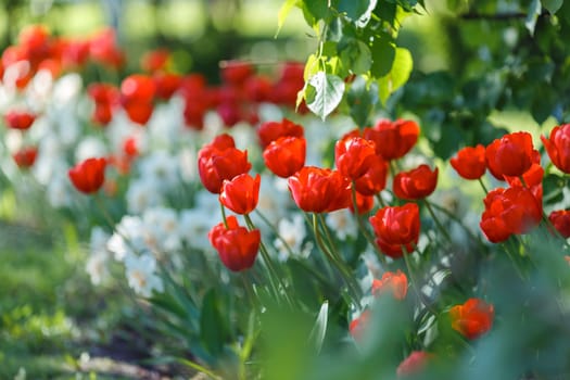 Flower bed with opened red tulips and white daffodils. Close up. copy space