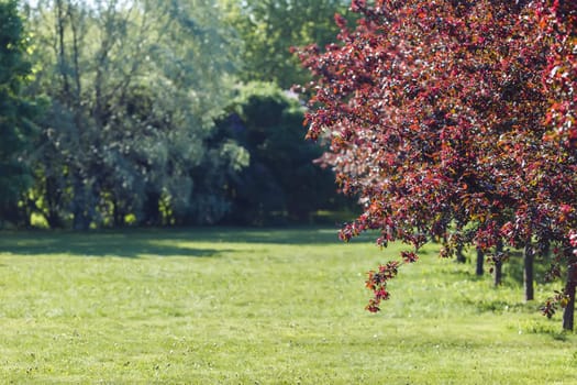 A green lawn in sunlight and a row of red blossoming cherry trees. Copy space