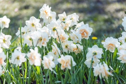 Beautiful white daffodils growing in a flower bed on a sunny day. Close up. Copy space