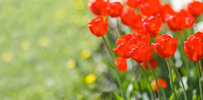 Beautiful red tulips growing in a flower bed, in the spring on a sunny day. Wide banner. Close up