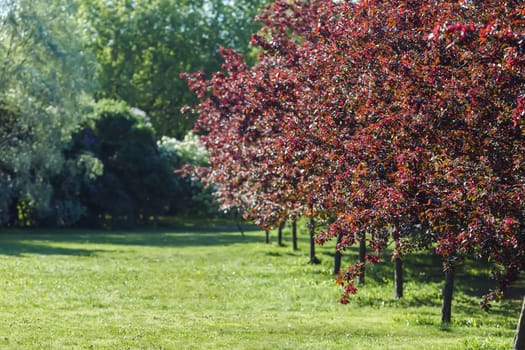 A beautiful garden of red flowering cherry trees, next to a green lawn, in the sunlight. Copy space