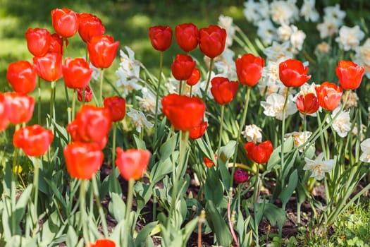 Flowerbed with open red and white daffodils in the park, on a sunny day. Close up. copy space