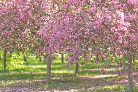Beautiful garden of flowering cherry blossom trees, in the sunlight.